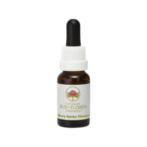 Australian Bush Grey spider flower 15 Milliliter